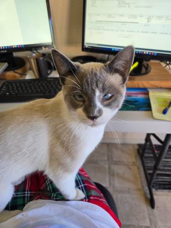Missing Kitty 1