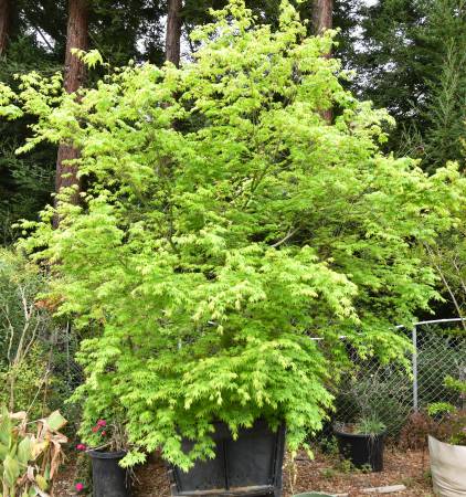 Assured Landscape Growers 1