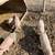 Feeder pigs 2 thumbnail