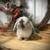 Holland Lop Baby Bunny Rabbit- Bunnies- Lops 5 thumbnail