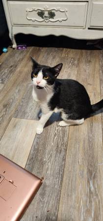 Free Kitten (Maricopa City)64050550089346124