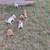 Jack Russell / chiweenie puppies perritos 1 thumbnail