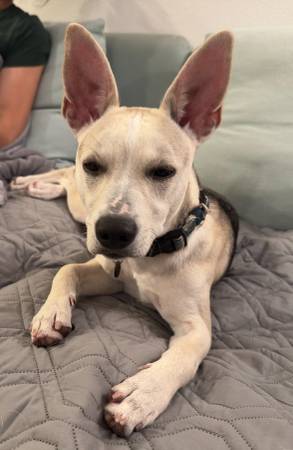 FOUND DOG: Small Chihuahua/Pitt mix, found near Sunnyvale Costco (sunnyvale)63807577115907120