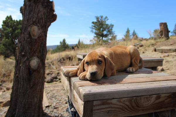 9 wk old Boerbel Mastiff puppies available (Madeline)63660466960771122
