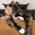 2 Bonded Female Cats 1 thumbnail