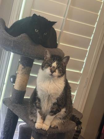 Two cats! (Belton)63903227462274120