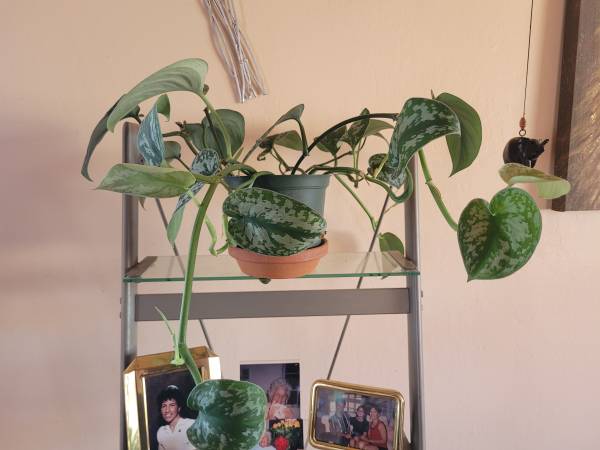 Beautiful Silver Satan Pothos 1