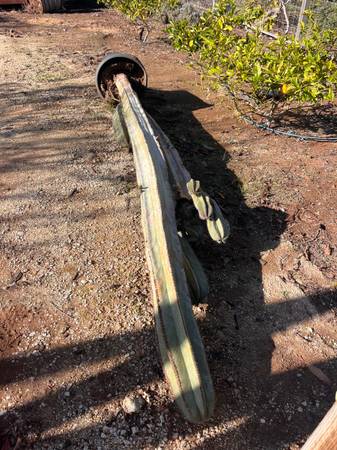 Free agave/cactus/succulents 1