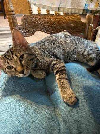 three kittens need rehoming 1