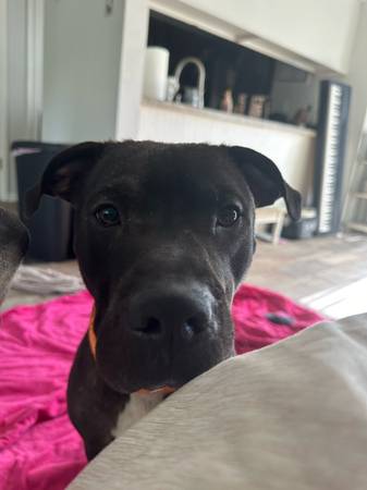 Jacq - Rehoming (Brandon)64679411472641122