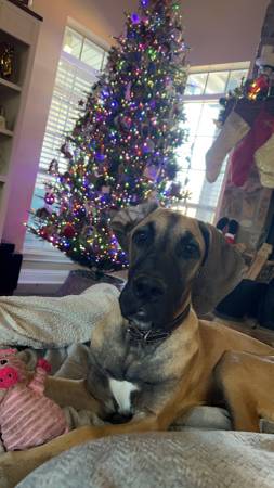 Great Dane63859317718659120