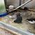 20 button quail (high quaility genetics) 3 thumbnail