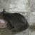 3 Adorable Kittens 2 thumbnail