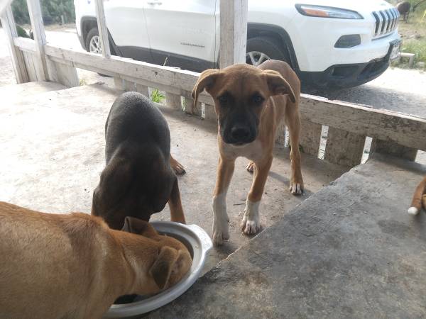 Cachorros mestizos (Orange Grove)63622345769985121