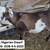 6  Nigerian Dwarf GOATS - all DOELINGS 5 thumbnail