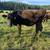 Wagyu cattle 13 thumbnail