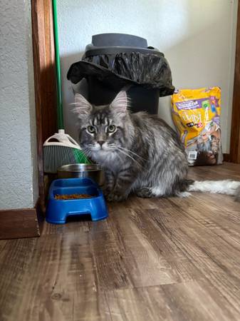 Maine coon macho (Southworth)63885717405569120