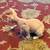 Sphynx 5 thumbnail