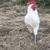 roosters 2 thumbnail