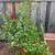 Fruit trees all kinds and sizes landscape bushes plants 8 thumbnail