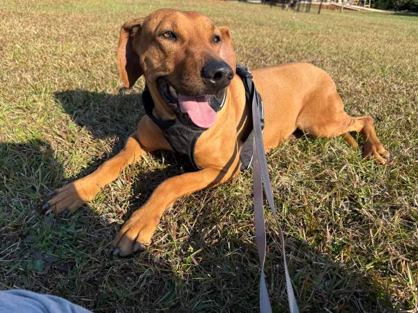 Rhodesian Ridgeback Rescue 1