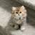 Persian Kittens 3 thumbnail