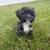 Lhasapoo (Lhasa Apso and Poodle Mix Puppy/Dog) 2 thumbnail