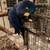 Rehoming Medium and Large Parrots 1 thumbnail