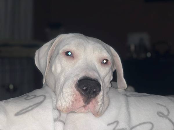 Rehoming Beautiful Female Dogo Argentino (No Fee) (Oakland)63659166746753123