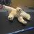 Polar Bear 4 thumbnail