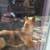 Dog ( german shepherd mix) 2 thumbnail