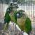 Conure pair for rehome 1 thumbnail