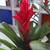Healthy plant in a ceramic pot 6 thumbnail