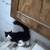 REHOMING TOMCAT 1 thumbnail