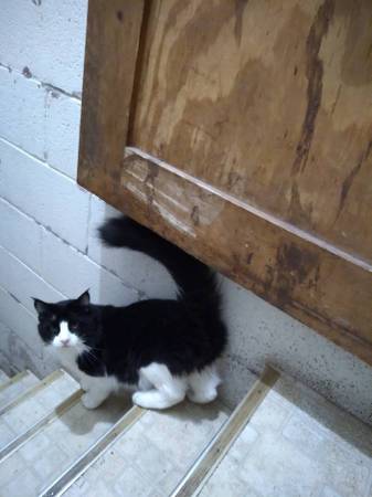 REHOMING TOMCAT 1