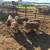 Polypay ram lambs 1 thumbnail
