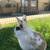 Rabbit 4 thumbnail