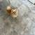 pomeranian puppy 2 thumbnail
