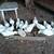 Laying ducks 4 thumbnail