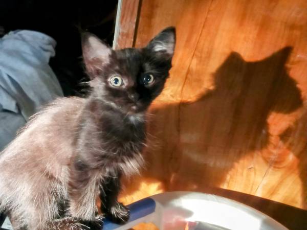 Hand raised Tabby kittens63314288220545120