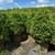 Huge boxwood Sale 2 thumbnail
