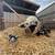 Kune Kune Piglets 3 thumbnail