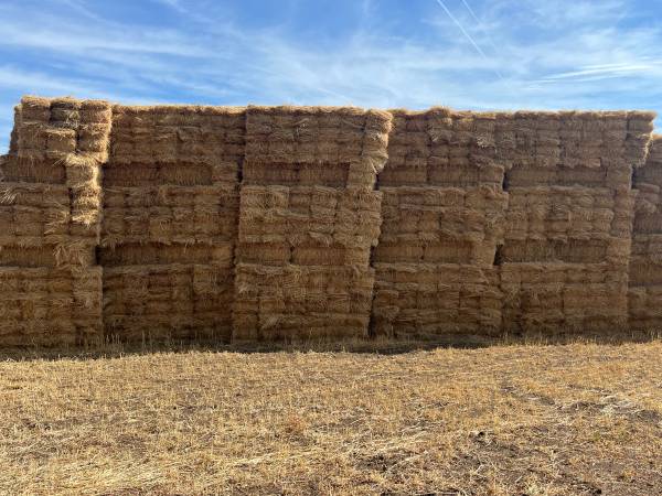 Alfalfa, old stand, two string bales 1