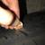 (2) 245/40/18 Continental Coni pro contact 4 thumbnail