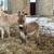 3-7 month old Standard Donkeys 3 thumbnail