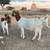 Boer Goat commercial herd 12 thumbnail