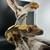 Crested Geckos - Proven Pair 6 thumbnail