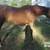 Sorrel Mare 5 thumbnail