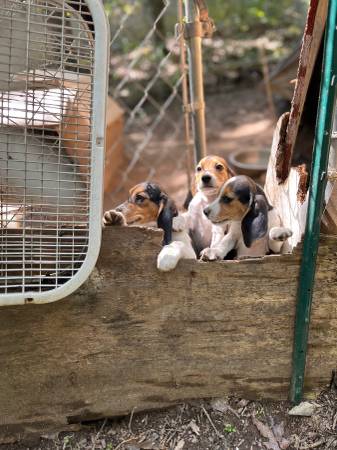 A K C beagle pupies (Gainesville)63739455549313120