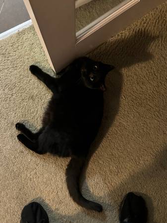 Lost black cat (West seattle)63949211052419120